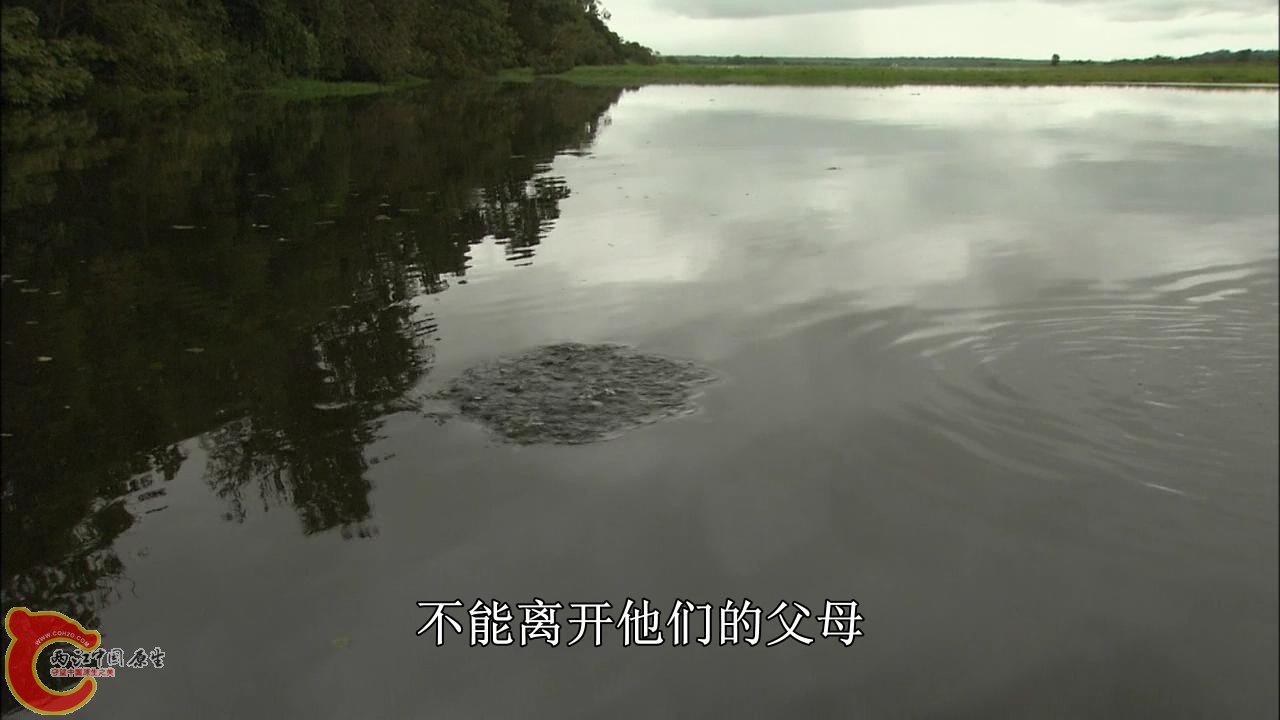 [亚马逊：太阳河].Discovery.HD-The.Amazon.River.of.the.Sun.Blu-ray.720p.x264.DD51.jpg