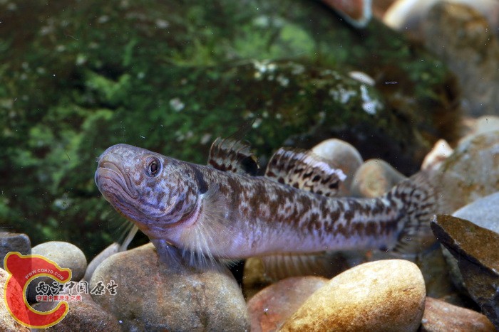 粘皮鲻虾虎 mugilogobius myxodermus 