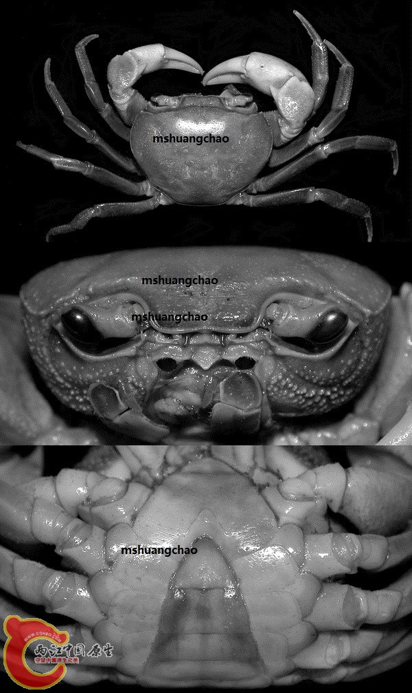 Figure 2 Nanhaipotamon.jpg