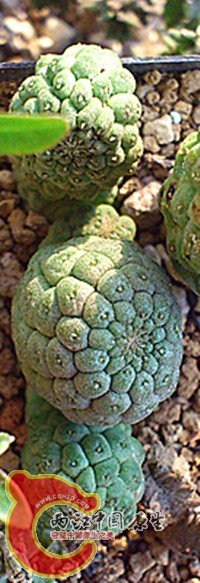 larryleachia cactaceae.jpg