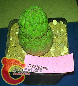 larryleachia cactiforme.jpg