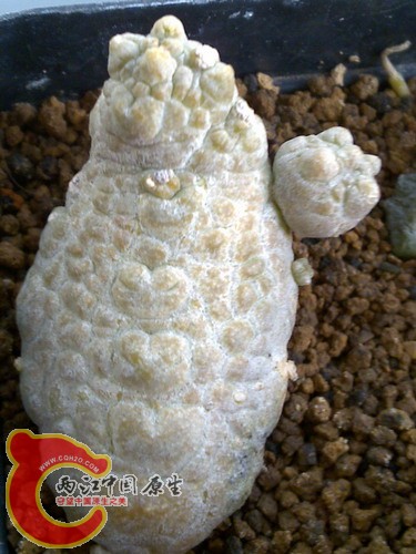 Pseudolithos caput-viperae 蛇头凝蹄.jpg