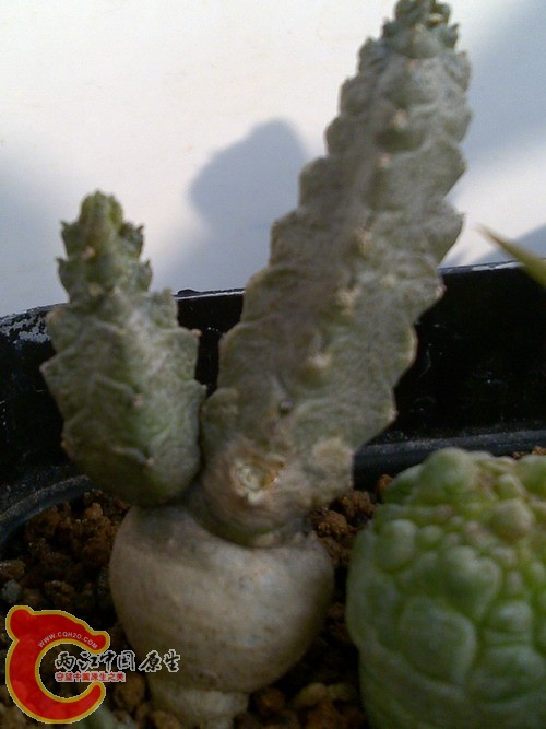 Pseudolithos dodsonianus.jpg