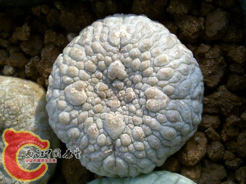 Pseudolithos eylensis.jpg