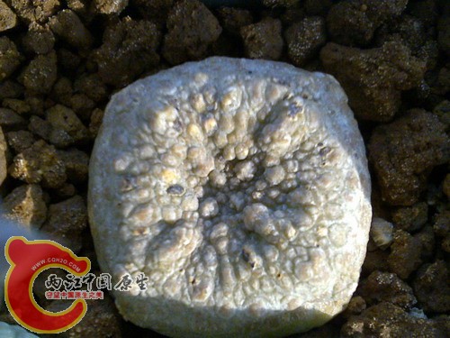 Pseudolithos harardheranus.jpg