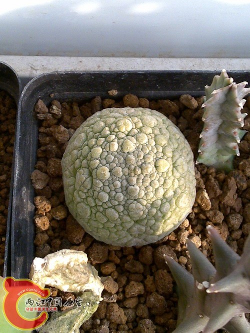 Pseudolithos sphaericus 球凝蹄.jpg