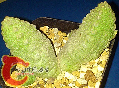 Pseudolithos migiurtinus X dodsonianus_副本.jpg