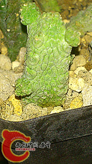 Pseudolithos hybrid副本.jpg