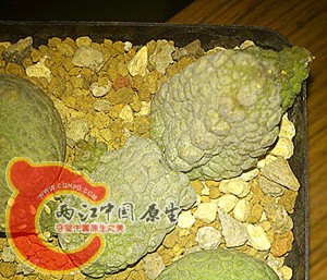 Pseudolithos sp副本.jpg