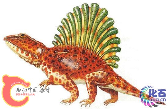 Platyhystrix.jpg