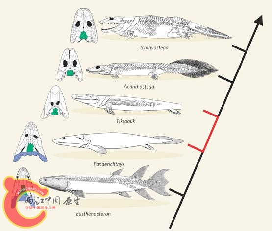 tiktaalik.jpg