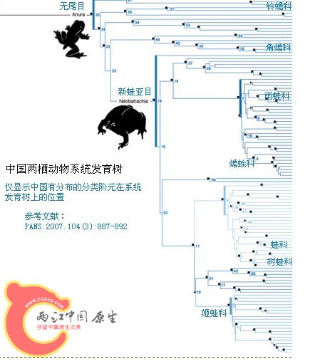 两栖动物2.jpg