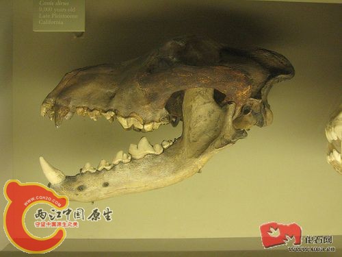 Canis dirus-恐狼.jpg