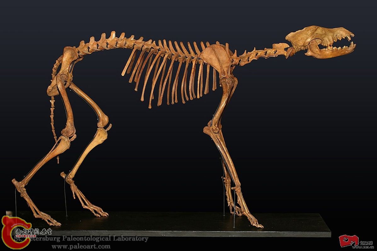 russian-pleistocene-wolf-skeleton.jpg