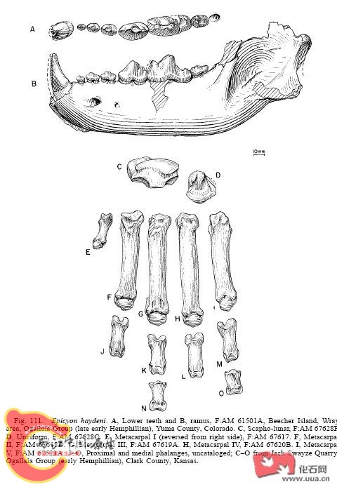 海德尼上犬(Epicyon haydeni).jpg