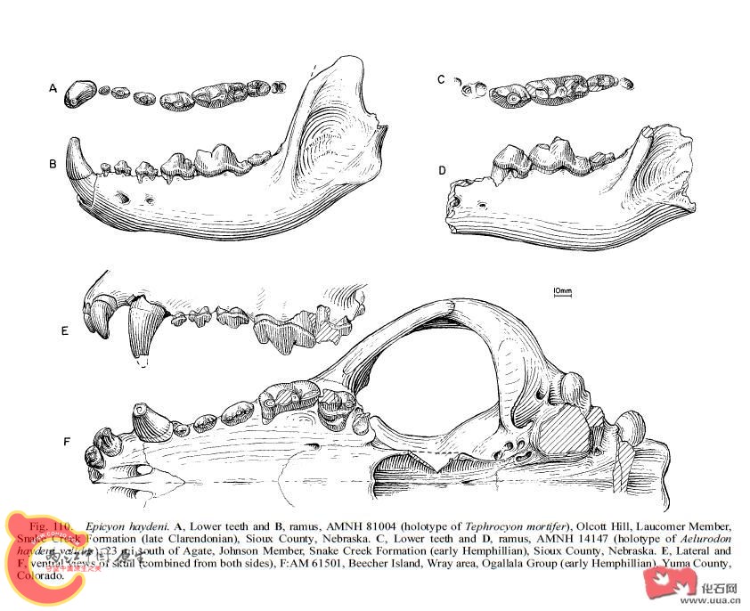 海德尼上犬(Epicyon haydeni)2.jpg