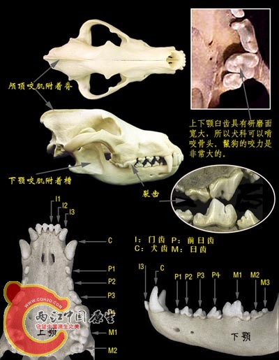 犬科动物.jpg