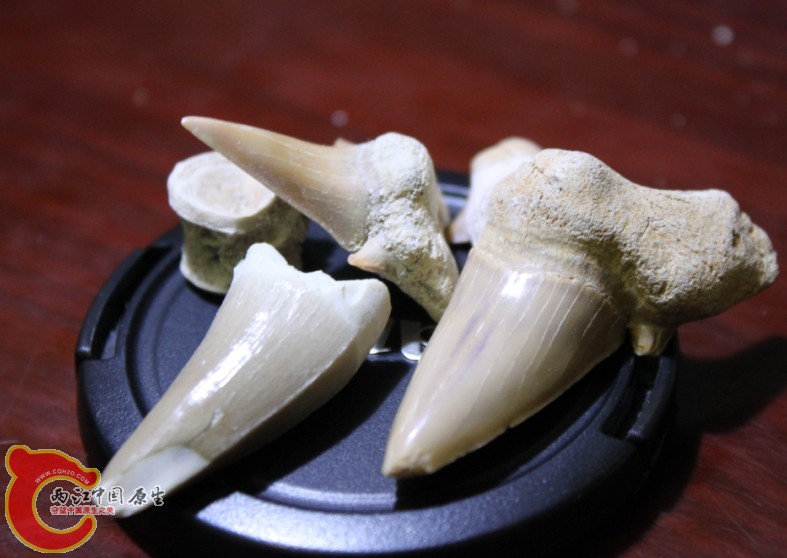 鲨鱼 海豚牙化石.jpg
