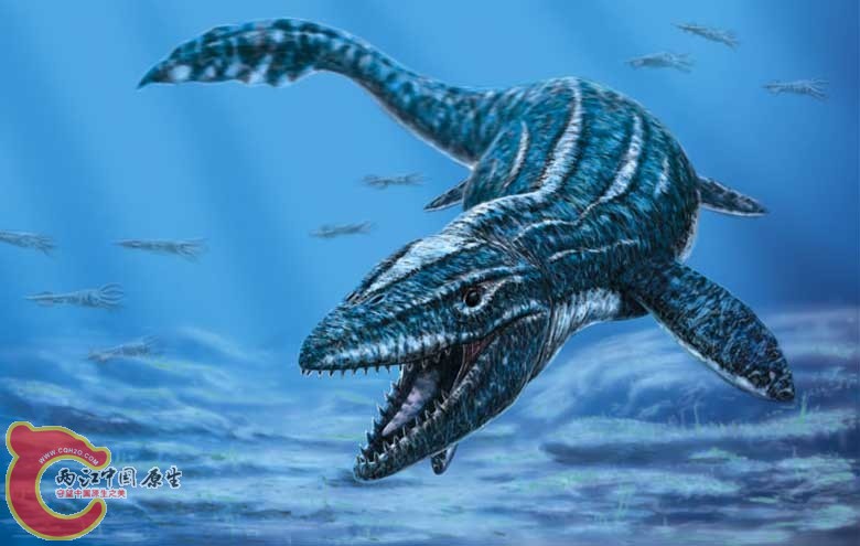 prognathodon_.jpg