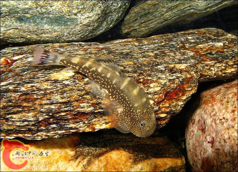 東南亞產腹吸鰍屬魚類