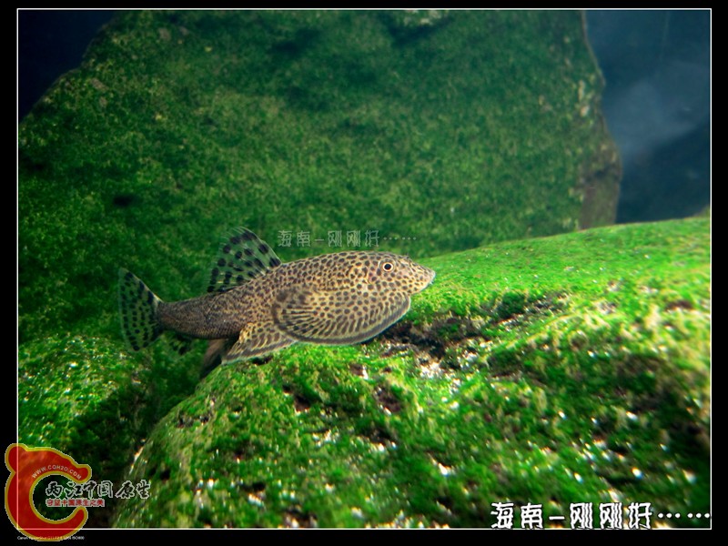 贵州爬岩鳅--.jpg