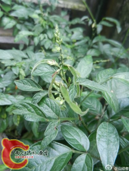 豆科植物小槐花