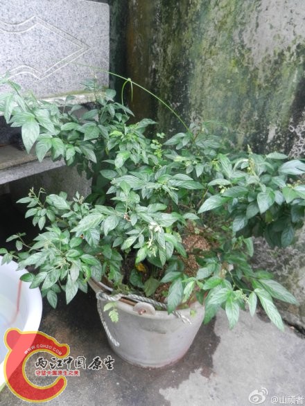 豆科植物小槐花