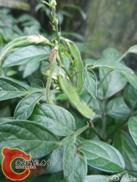 豆科植物小槐花