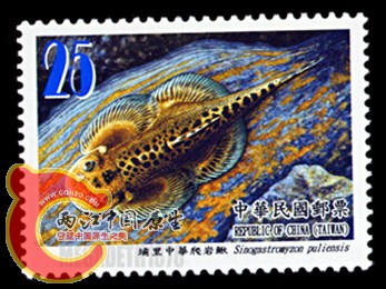 Sinogastromyzon Puliensis 埔里中华爬岩鳅.jpg
