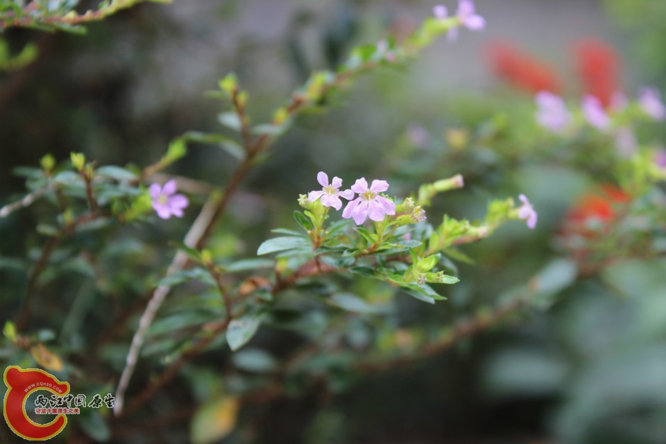 千屈菜科萼距花属细叶萼距花2.jpg