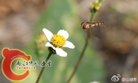 白花鬼针草、食蚜蝇2.jpg