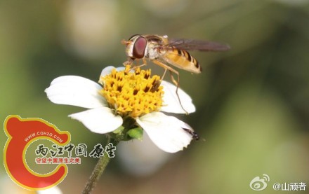 白花鬼针草、食蚜蝇.jpg