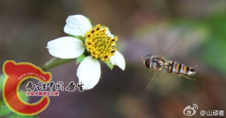 白花鬼针草、食蚜蝇3.jpg