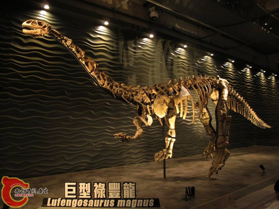 大椎龍科 祿豐龍屬 巨型祿豐龍 Lufengosaurus magnus