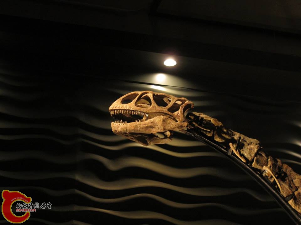大椎龍科 祿豐龍屬 巨型祿豐龍 Lufengosaurus magnus