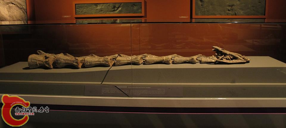 大椎龍科 雲南龍屬Yunnanosaurus 顱骨連頸椎化石
