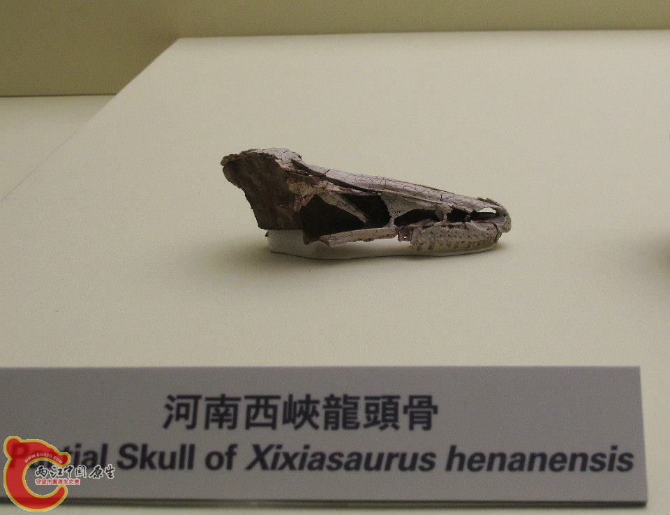 傷齒龍科 西峽龍屬 河南西峽龍 Xixiasaurus henanensis