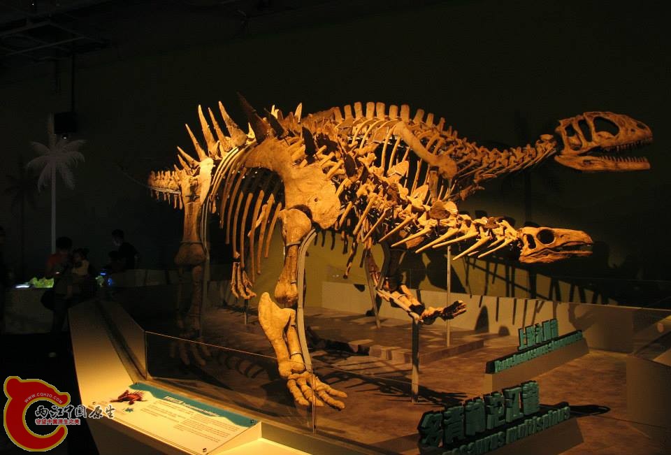 劍龍科 多背棘沱江劍龍 Toujiangosaurus multispinus
