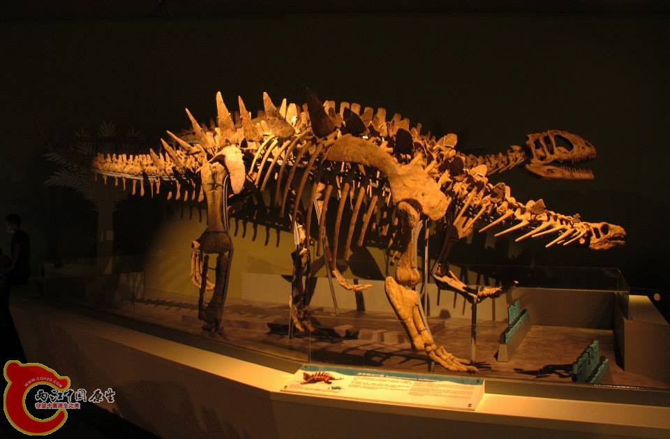 劍龍科 多背棘沱江劍龍 Toujiangosaurus multispinus