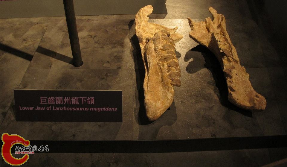 蘭州龍屬模式種 巨齒蘭州龍 Lanzhousaurus magnidens