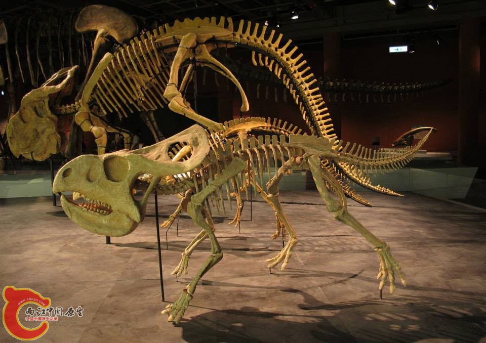 原角龍科 安氏原角龍 Protoceratops andrewsi
