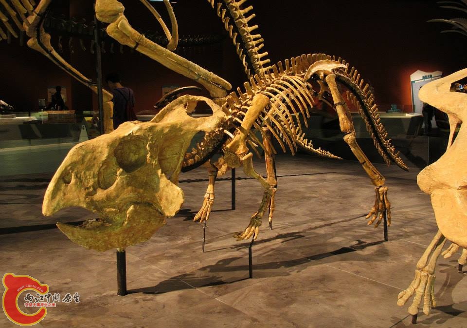 原角龍科 安氏原角龍 Protoceratops andrewsi
