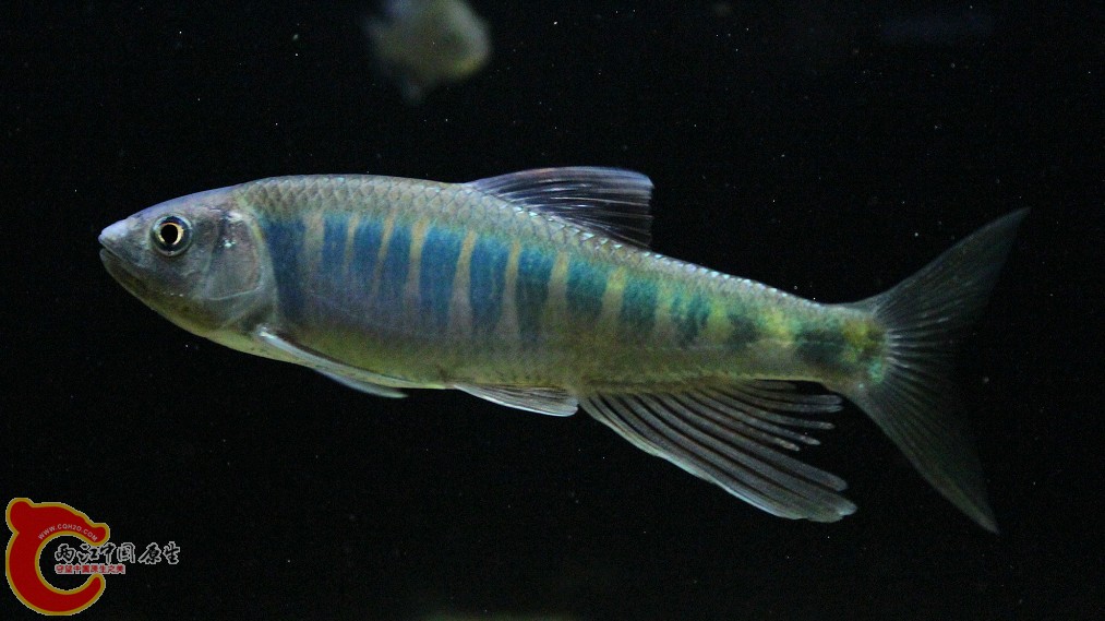 Opsariichthys acutipinnis（尖鳍马口鱲）.jpg