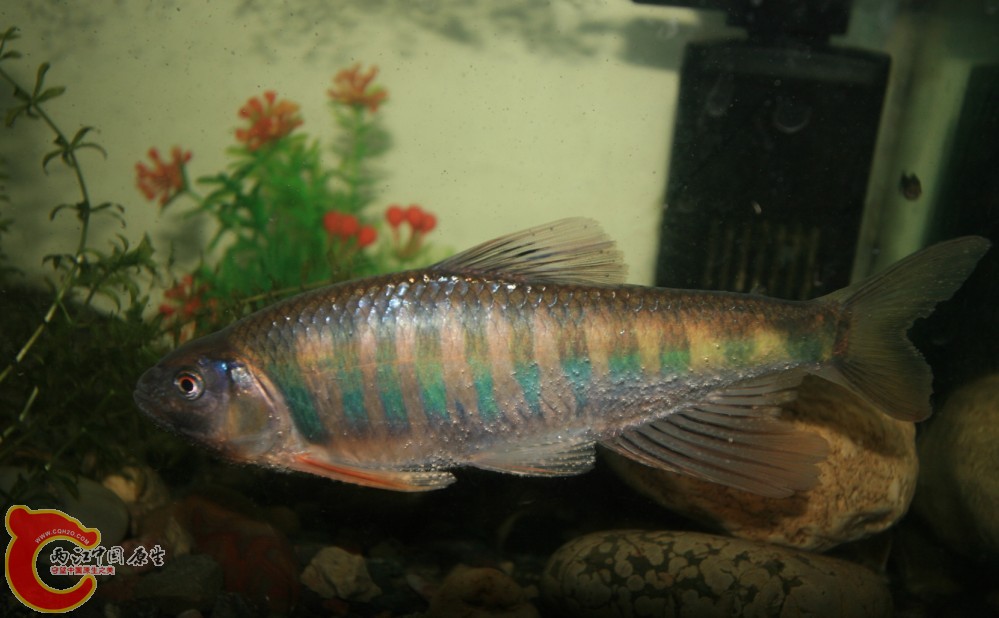 Opsariichthys acutipinnis（尖鳍马口鱲）.jpg