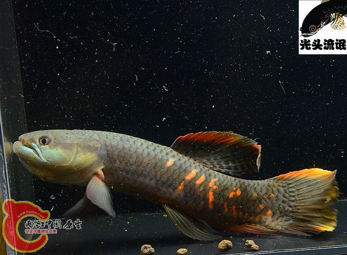 Erythrinus erythrinus  -2.jpg