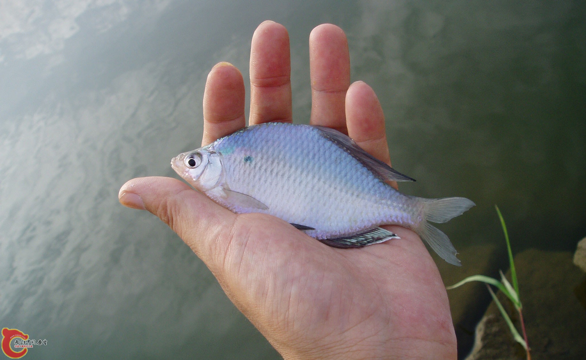 中國最好的原生網絡 - 全球最大的中國本土水生物(原生魚)自由數據庫