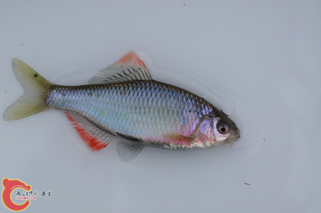 矛形田中鰟鮍ヤリタナゴ（Tanakia lanceolata)