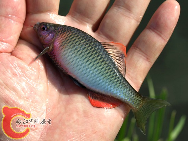 矛形田中鰟鮍ヤリタナゴ（Tanakia lanceolata)