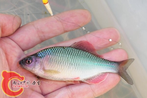 斜方鱊（カネヒラ）(Acheilognathus rhombeus)