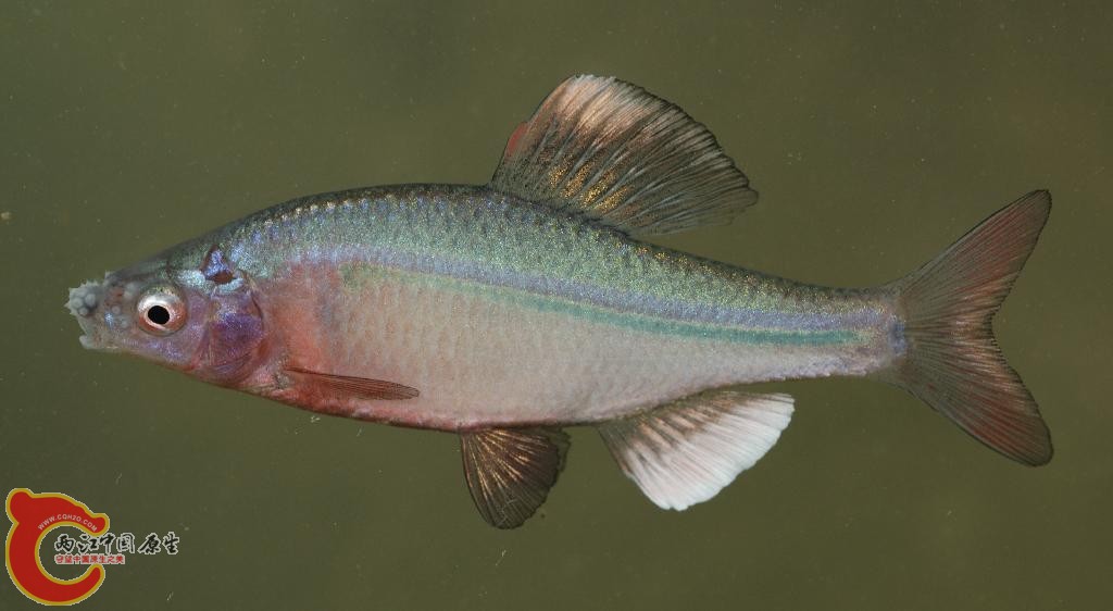 縱帶鱊イチモンジタナゴ（Acheilognathus cyanostigma）